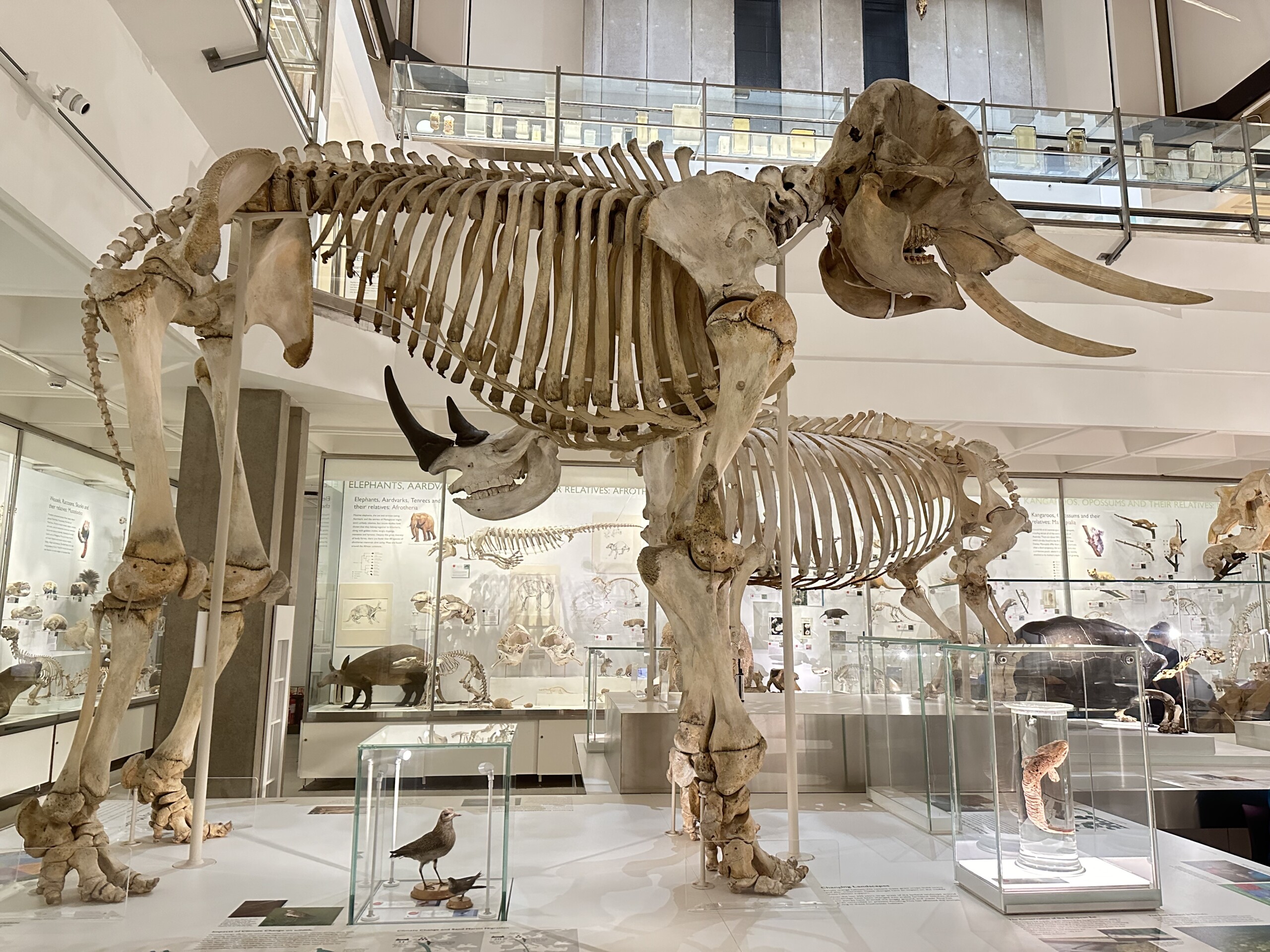 Skeleton of an elephant with tusks in a museum. Other animal specimens and skeletons visible in the background, including a rhino directly behind the elephant. 