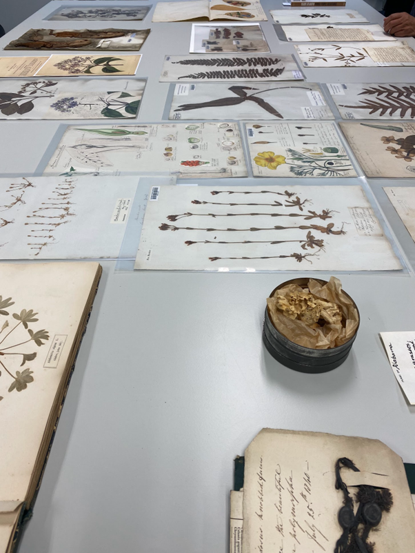 Samples and archives from the Caribbean, housed in the Herbarium. Photograph: Neal Spencer